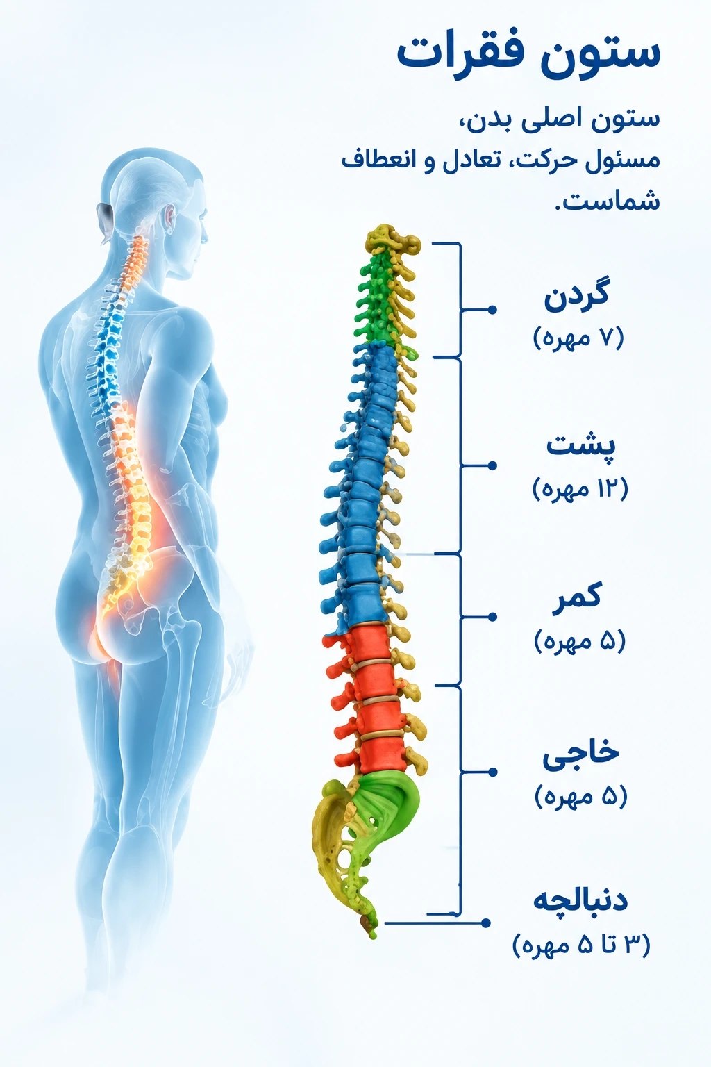 نمودار بخش‌های ستون فقرات